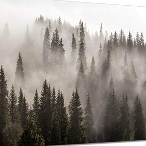 Meet your Posher, Shelby